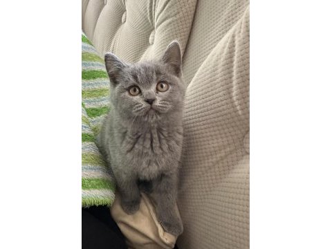 2 aylik dişi british shorthair