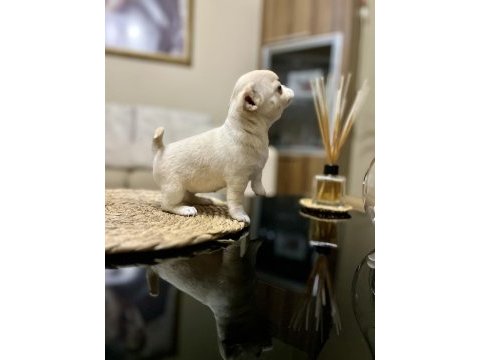 Kalite chihuahua tesadüf değildir