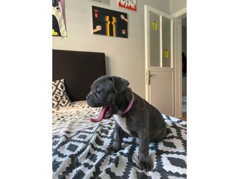 French bulldog 4 aylık yavrular