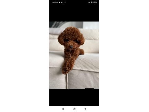 Bir avuç mutluluk poodle