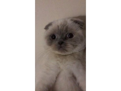 3 yaşında dişi scottish fold blue point