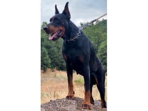 Fcı kıf secereli doberman yavruları