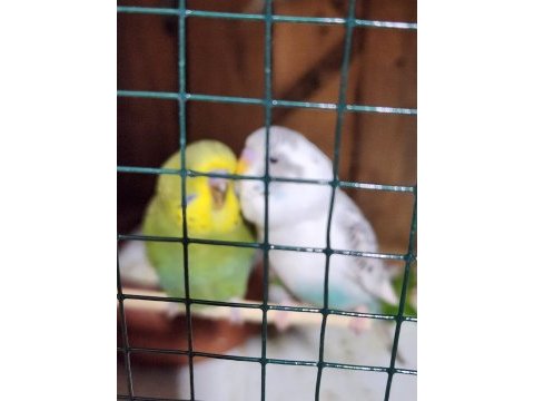 Yeni yeme düşen jumbo muhabbet kuşu bebekler