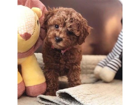 Mersin toy poodle köpekleri