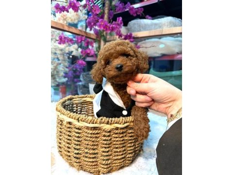 Mağazamız güvencesiyle red toy poodle yavrularımız sizle