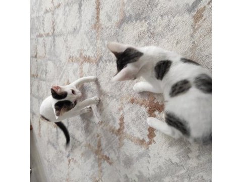 2 aylık kardeş kediler ücretsiz acil
