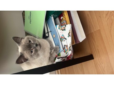 Kedimiz sokakta bulundu ücretsiz sahiplendirilecek