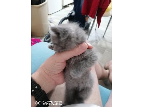 3 aylık dişi british shorthair