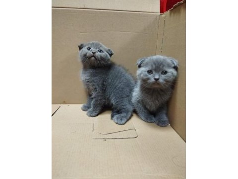 Dişi ve erkek scottish fold bebekler