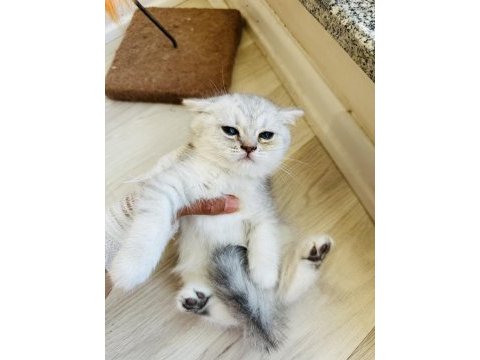 Sevimli paticik kediler