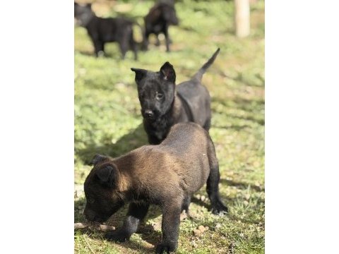 Koyu maskeli hırslı malinois yavrular