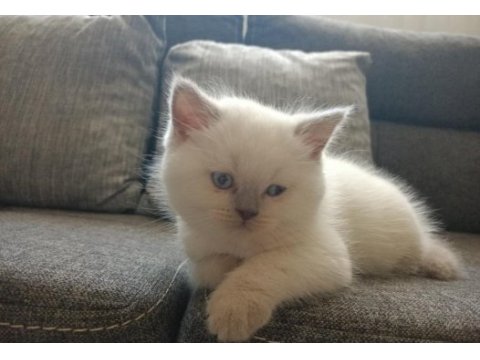 Efsane yavru safkan british shorthair bebekler