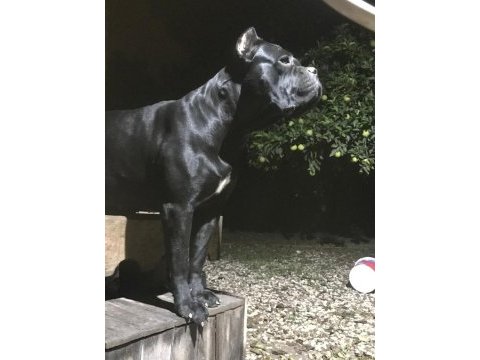 Kifşecereli cane corso