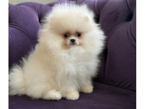 Kar topu gibi pomeranian boo