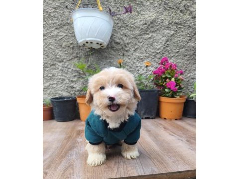 Erkek maltipoo bebek