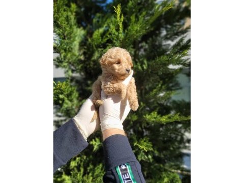 Sevgi dolu maltipoo yavrularımız