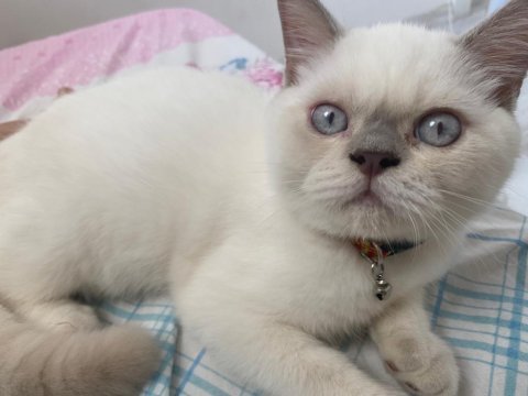 3,5 aylık erkek british shorthair