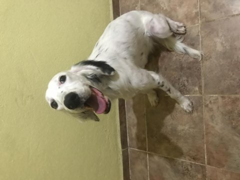 6 aylık dişi english setter aşıları tam