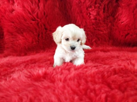 Kore maltese terrier yavrularım