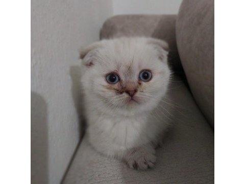 2 aylık dişi safkan scottish fold