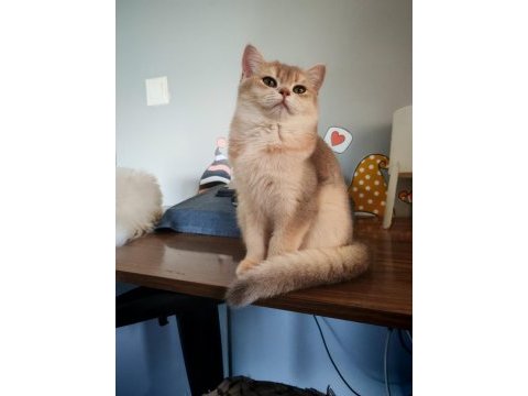 Blue golden dişi 5 aylık british shorthair
