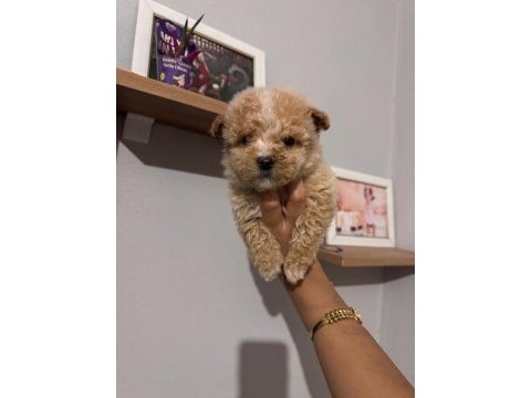 Maltipoo yavrularımız