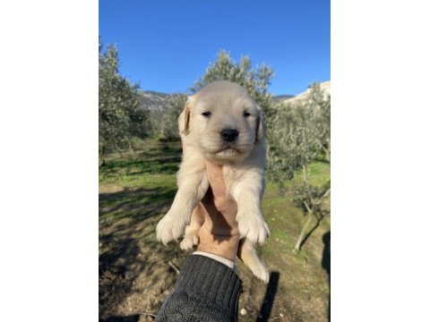 İlk garantili golden retriever yavrularımız
