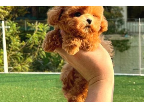 Korean toy poodle yavrularım