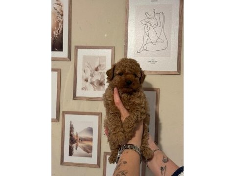 Aşılı wc eğitimli toy poodle yavrular