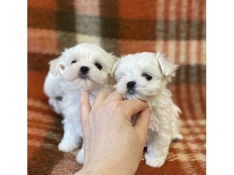 Birbirinden güzel safkan maltese yavrularımız