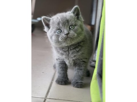 Safkan full british shorthair soy yavrular