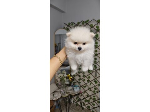 Pomeranian boo erkek ve dişi yavrularımız