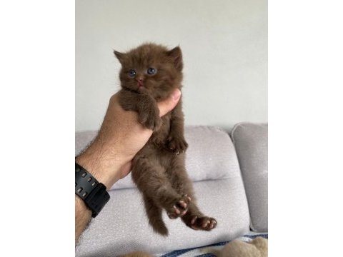 Nadir bulunan özel seri british shorthair bebekler