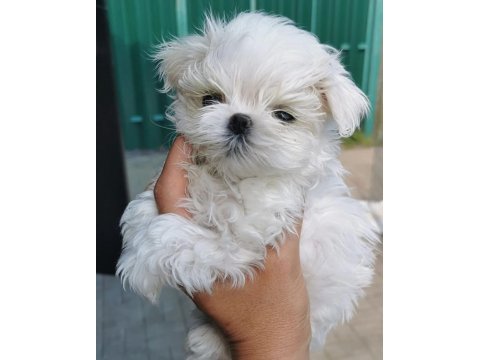 Korean morkie puppies (cheap) 1bucuk kg