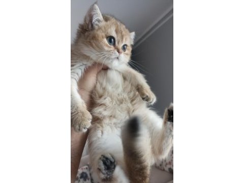 Çok güzel akua gözlü safkan golden kedimiz