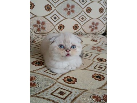 Dünya tatlısı scottish fold yavrularımız