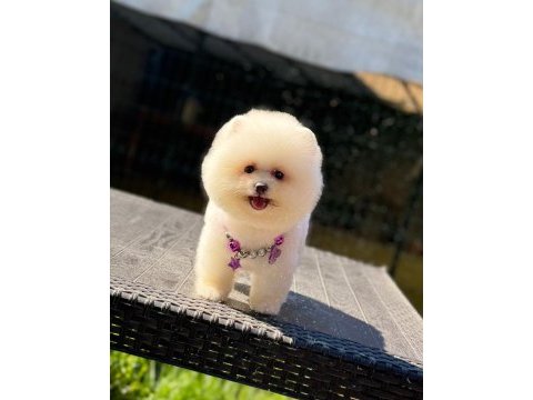 Sağlık ve ırk garantili pomeranian köpeği