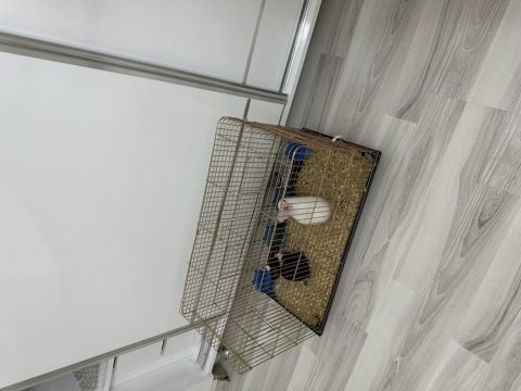 Acil yuva aranıyor ücretsiz sahiplendirme tavşan