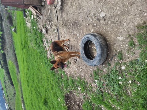 Yavru alman çoban köpeği