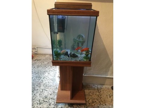 Komple set halinde teslim edilecek japon balığı