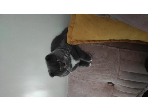 Yakışıklı scottish fold oğlum loki