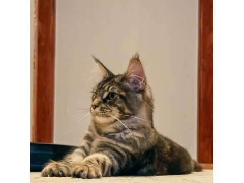 Şecereli dernek kayıtlı eğlence yumağı maine coon noisy
