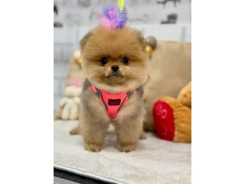 Biblo pomeranian boo yavrularımız