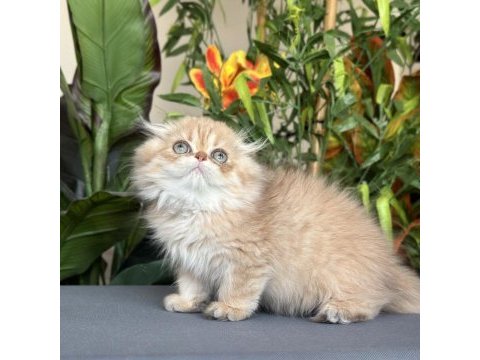 Safkan şecereli golden chocolate erkek scottish fold