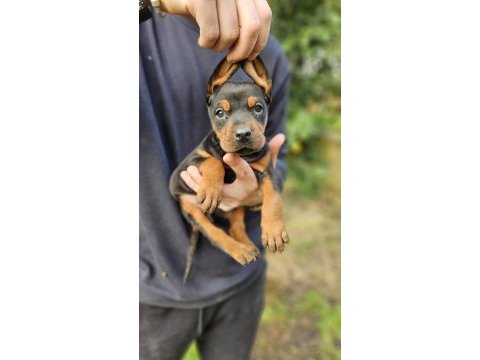 Doberman bebekleri