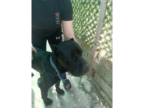2 aylık yavru köpekler