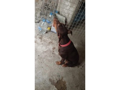 Kızıl doberman 2 yaşında dişi