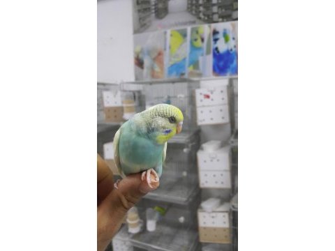 Yeni yeme düşmüş muhabbet kuşu yavrular