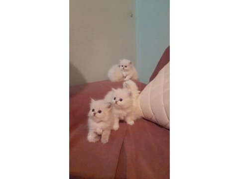 Orjinal british longhair erkek yavru iki aylık antalya