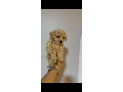 İki aylık erkek maltipoo yavrular